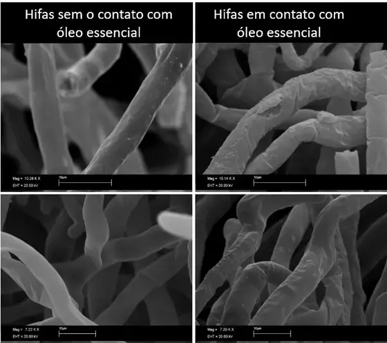Comparação microscópica: hifas sem e com contato de óleo essencial